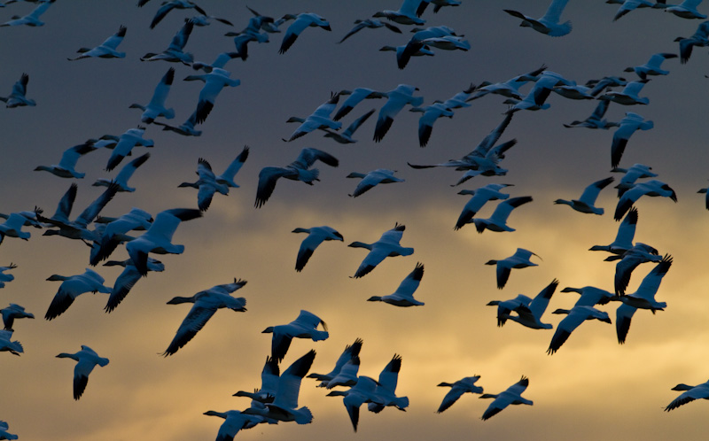 Snow Geese In Flight